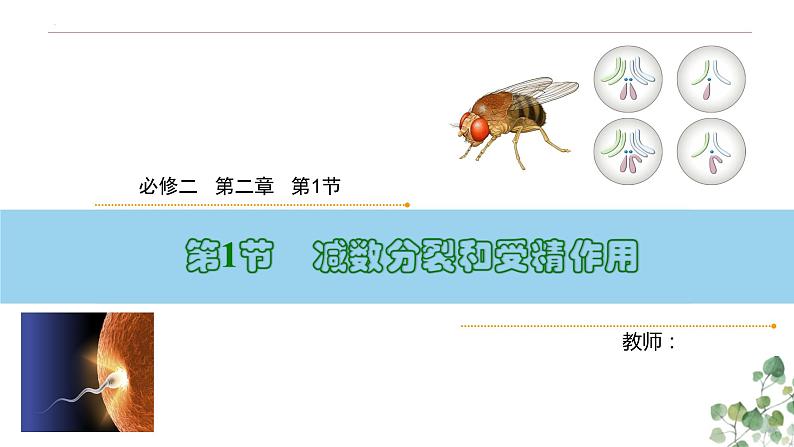 2.1 减数分裂和受精作用-高一生物下学期教学课件（人教版2019必修二）第1页