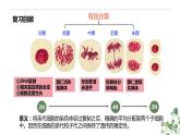 2.1 减数分裂和受精作用-高一生物下学期教学课件（人教版2019必修二）