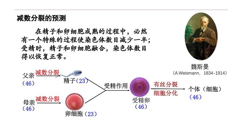 2.1 减数分裂和受精作用-高一生物下学期教学课件（人教版2019必修二）第3页