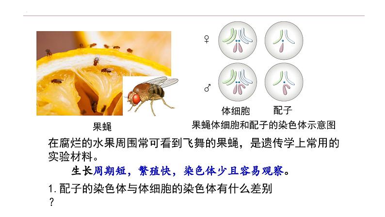 2.1 减数分裂和受精作用-高一生物下学期教学课件（人教版2019必修二）第4页