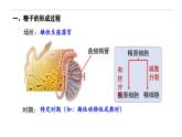 2.1 减数分裂和受精作用-高一生物下学期教学课件（人教版2019必修二）