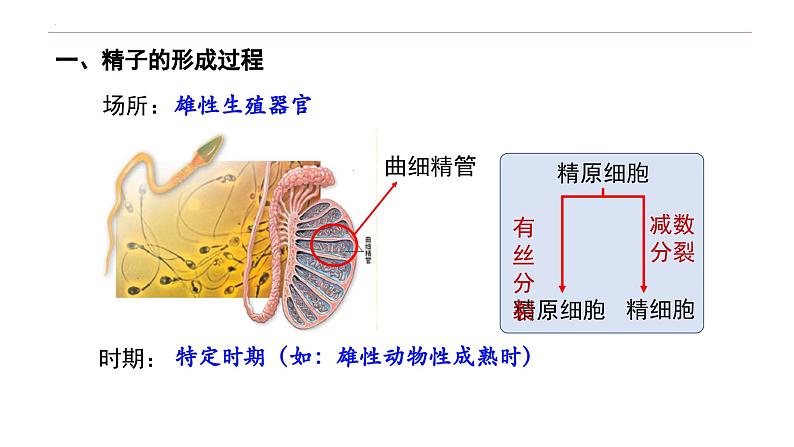 2.1 减数分裂和受精作用-高一生物下学期教学课件（人教版2019必修二）第5页