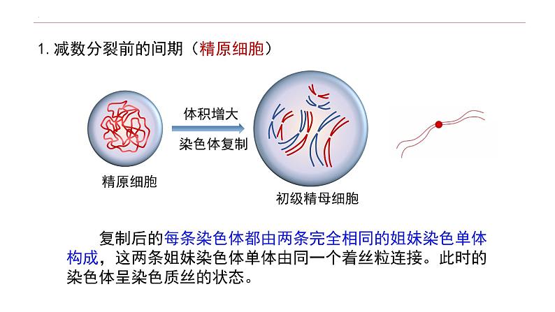 2.1 减数分裂和受精作用-高一生物下学期教学课件（人教版2019必修二）第7页