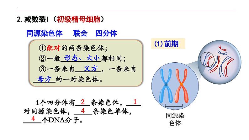 2.1 减数分裂和受精作用-高一生物下学期教学课件（人教版2019必修二）第8页