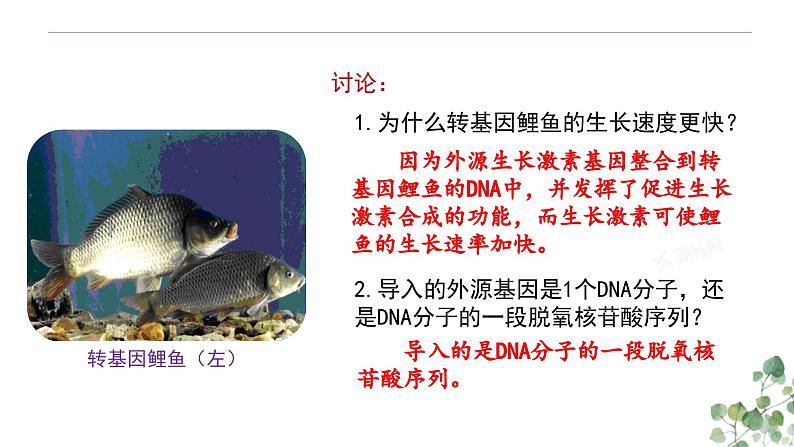 3.4 基因是具有遗传效应的DNA片段-高一生物下学期教学课件（人教版2019必修二）第2页