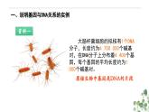 3.4 基因是具有遗传效应的DNA片段-高一生物下学期教学课件（人教版2019必修二）