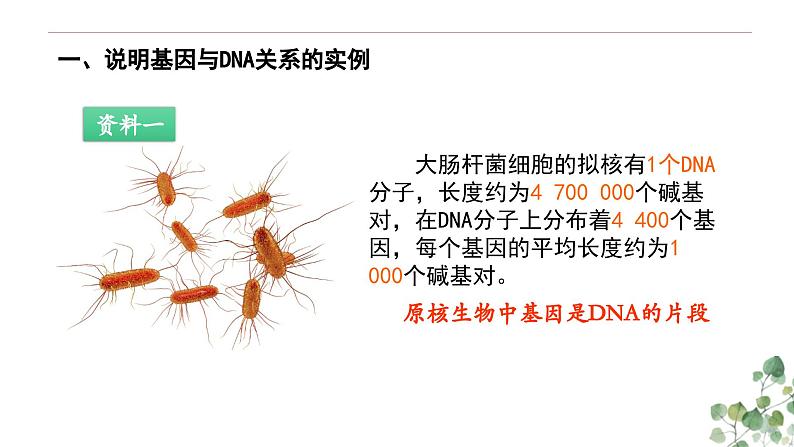 3.4 基因是具有遗传效应的DNA片段-高一生物下学期教学课件（人教版2019必修二）第3页