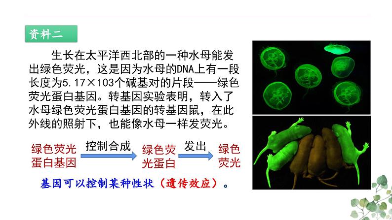 3.4 基因是具有遗传效应的DNA片段-高一生物下学期教学课件（人教版2019必修二）第4页