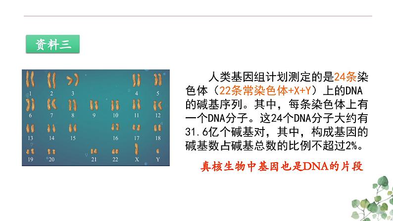 3.4 基因是具有遗传效应的DNA片段-高一生物下学期教学课件（人教版2019必修二）第5页