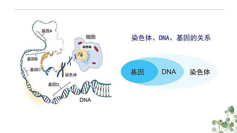 3.4 基因是具有遗传效应的DNA片段-高一生物下学期教学课件（人教版2019必修二）第7页