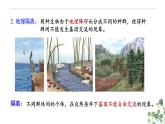 6.3.2 隔离在物种形成中的作用-高一生物下学期教学课件（人教版2019必修二）