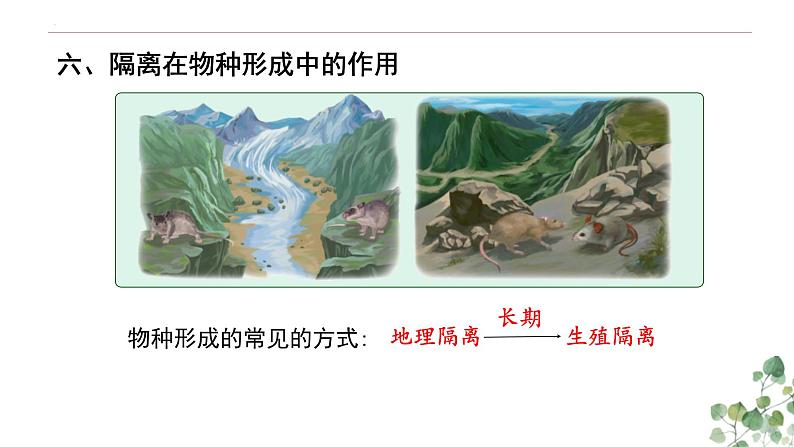 6.3.2 隔离在物种形成中的作用-高一生物下学期教学课件（人教版2019必修二）第4页