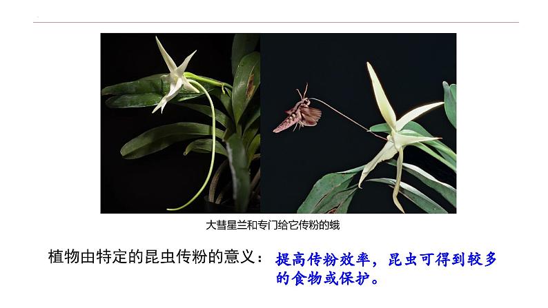 6.4 协同进化与生物多样性的形成-高一生物下学期教学课件（人教版2019必修二）02