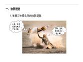 6.4 协同进化与生物多样性的形成-高一生物下学期教学课件（人教版2019必修二）
