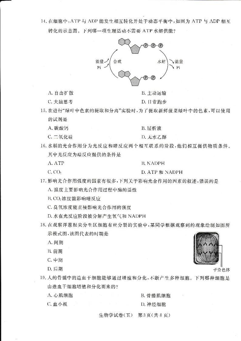 2024年湖北省普通高中学业水平合格性考试模拟（五）生物试题第3页