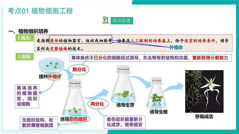 专题二 细胞工程与胚胎工程（期末考点串讲）-2023-2024学年高二生物下学期期末考点大串讲（人教版2019）课件PPT05