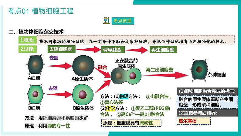 专题二 细胞工程与胚胎工程（期末考点串讲）-2023-2024学年高二生物下学期期末考点大串讲（人教版2019）课件PPT07