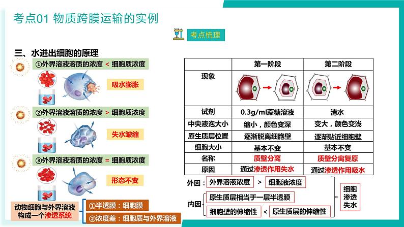 专题四 细胞的代谢（期末考点串讲）-2023-2024学年高二生物下学期期末考点大串讲（人教版2019）课件PPT07