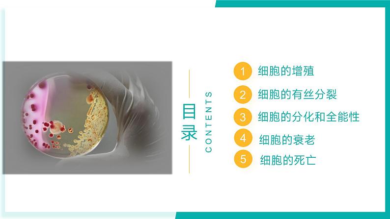 专题五 细胞的生命历程（期末考点串讲）-2023-2024学年高二生物下学期期末考点大串讲（人教版2019）课件PPT02