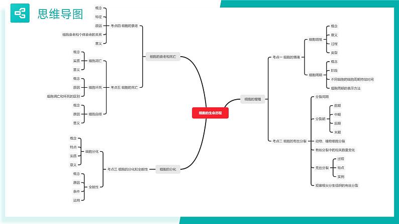 专题五 细胞的生命历程（期末考点串讲）-2023-2024学年高二生物下学期期末考点大串讲（人教版2019）课件PPT03
