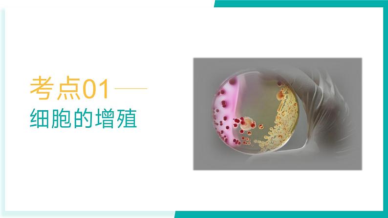 专题五 细胞的生命历程（期末考点串讲）-2023-2024学年高二生物下学期期末考点大串讲（人教版2019）课件PPT04