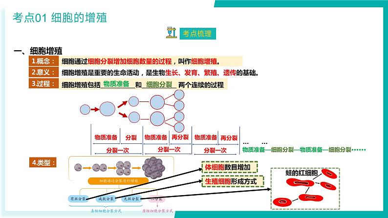 专题五 细胞的生命历程（期末考点串讲）-2023-2024学年高二生物下学期期末考点大串讲（人教版2019）课件PPT05
