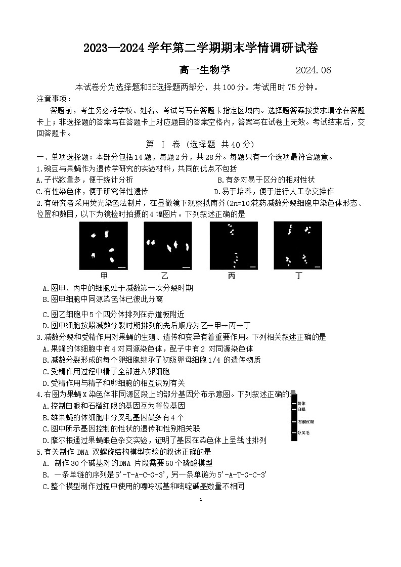 江苏省南京市江宁区2023-2024学年高一下学期期末考试生物试题（Word版附答案）01