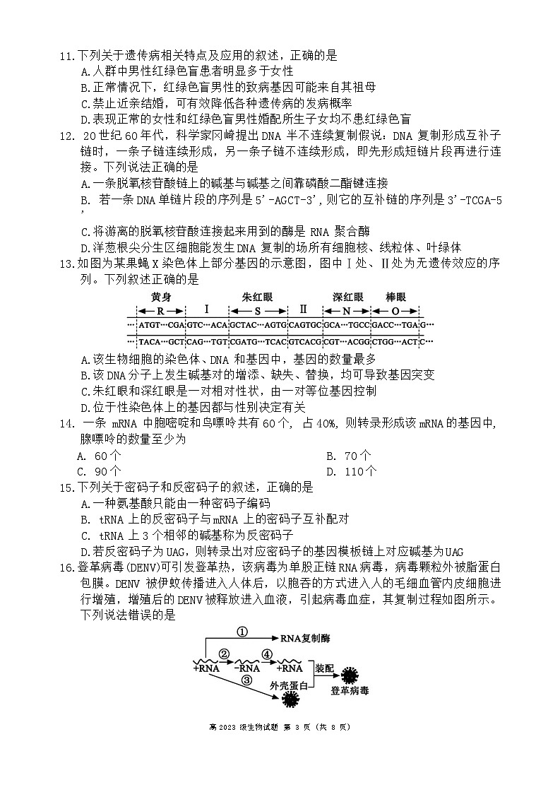 四川省乐山市峨眉第二中学校2023-2024学年高一下学期期末考试生物试题第3页