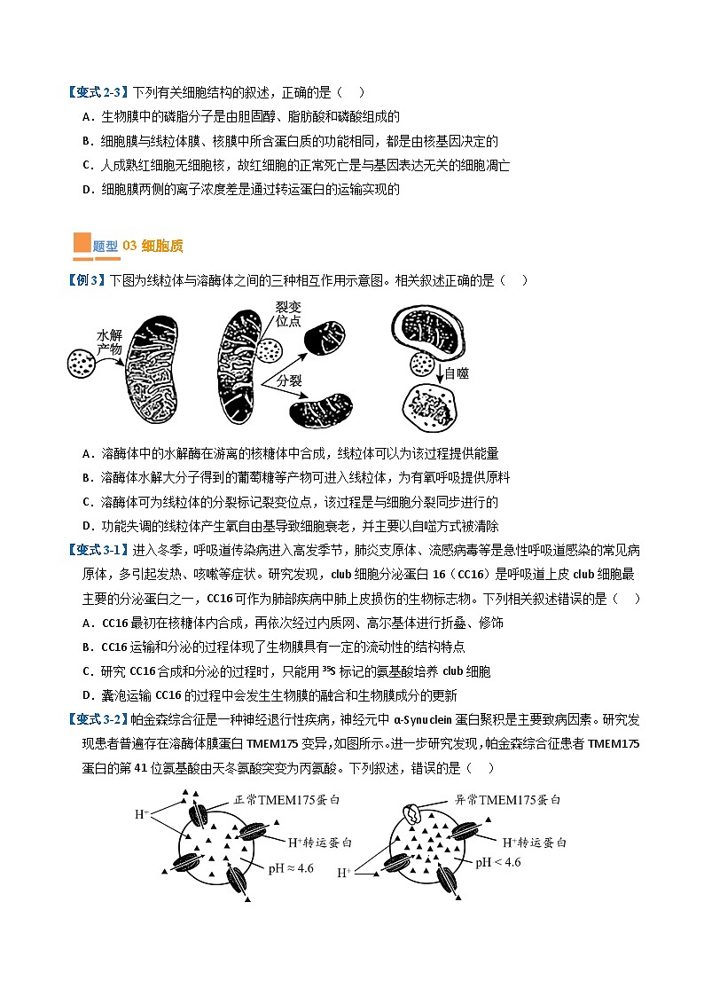 专题03 细胞的结构与功能（期末考题猜想）（8大题型）（原卷版+解析版）-高二生物下学期期末考点大串讲（人教版2019）03
