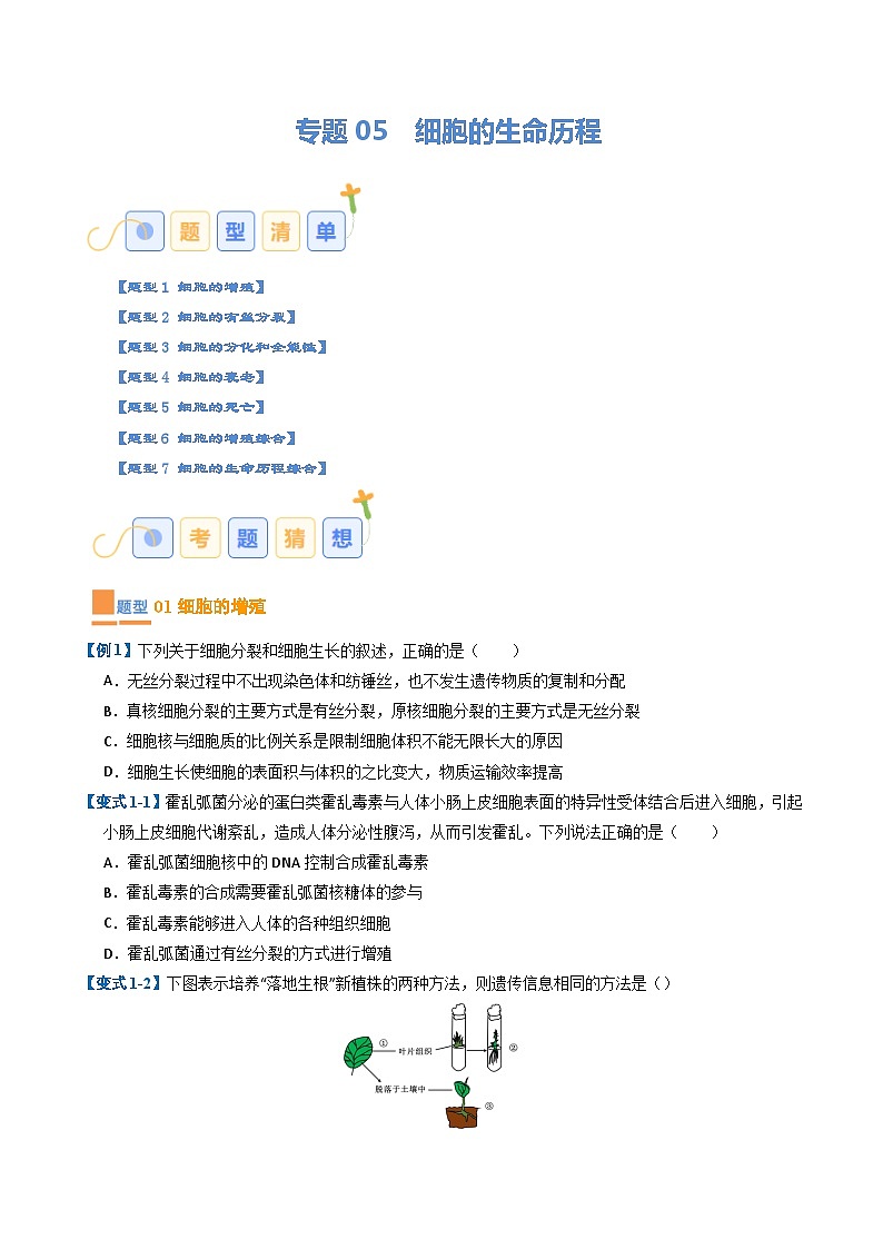 专题05 细胞的生命历程（期末考题猜想）（7大题型）（原卷版+解析版）-高二生物下学期期末考点大串讲（人教版2019）01