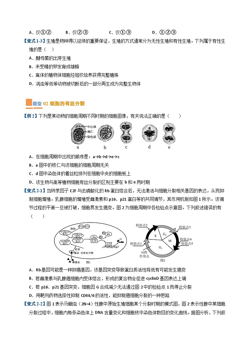 专题05 细胞的生命历程（期末考题猜想）（7大题型）（原卷版+解析版）-高二生物下学期期末考点大串讲（人教版2019）02