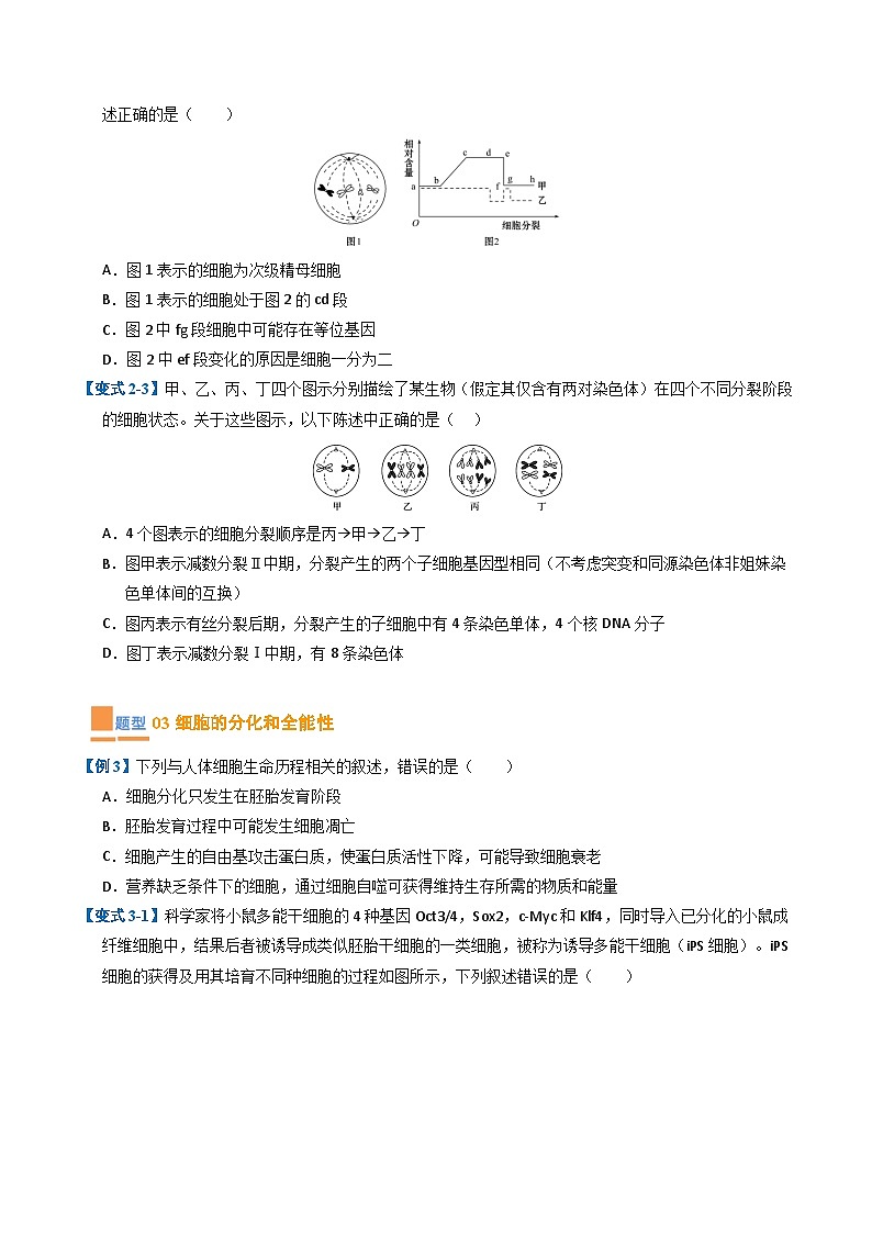 专题05 细胞的生命历程（期末考题猜想）（7大题型）（原卷版+解析版）-高二生物下学期期末考点大串讲（人教版2019）03