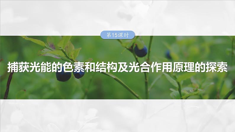 第三单元　第十五课时　捕获光能的色素和结构及光合作用原理的探索-2025年高考生物大一轮复习课件01