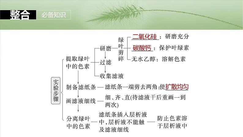 第三单元　第十五课时　捕获光能的色素和结构及光合作用原理的探索-2025年高考生物大一轮复习课件06