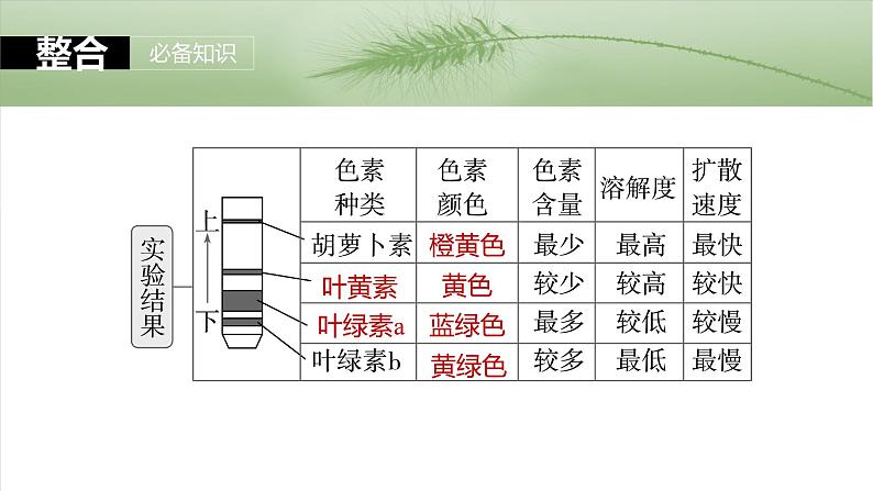 第三单元　第十五课时　捕获光能的色素和结构及光合作用原理的探索-2025年高考生物大一轮复习课件07