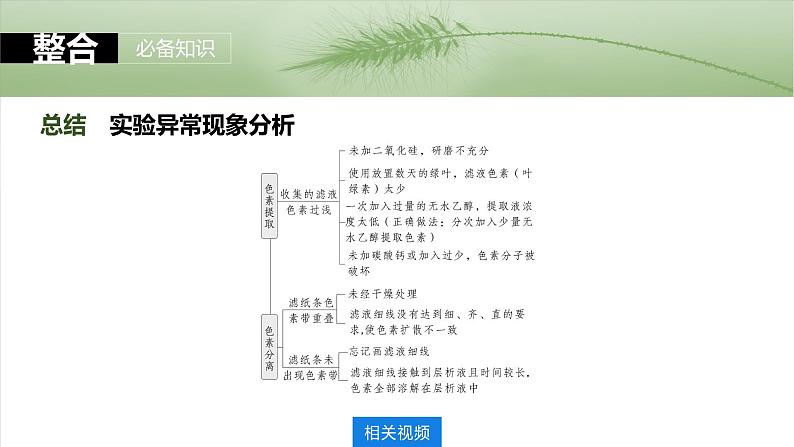 第三单元　第十五课时　捕获光能的色素和结构及光合作用原理的探索-2025年高考生物大一轮复习课件08