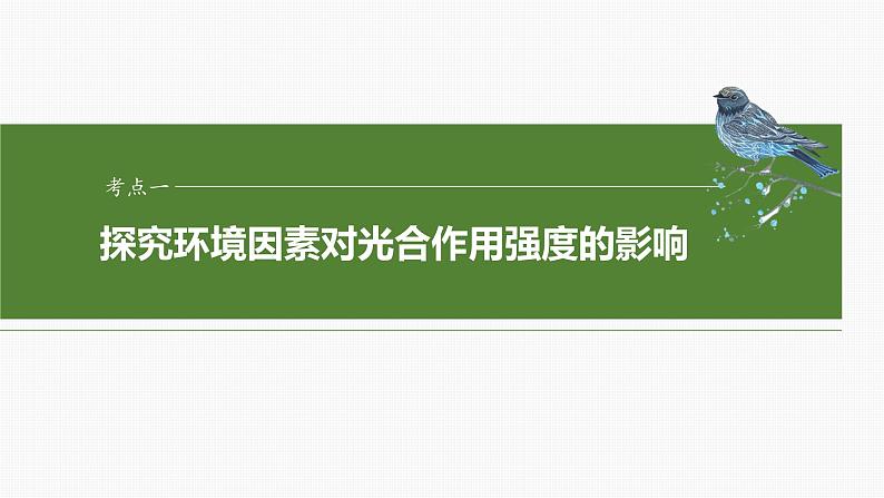 第三单元　第十七课时　光合作用的影响因素及其应用-2025年高考生物大一轮复习课件04