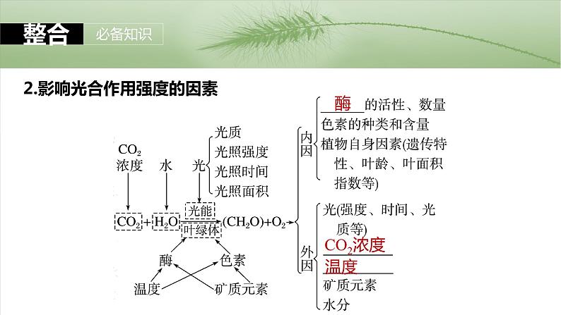 第三单元　第十七课时　光合作用的影响因素及其应用-2025年高考生物大一轮复习课件06