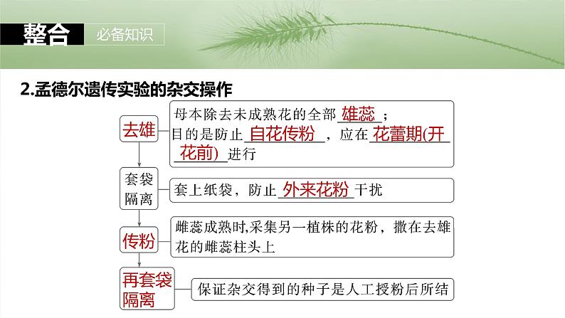 第五单元　第24课时　一对相对性状的杂交实验第7页