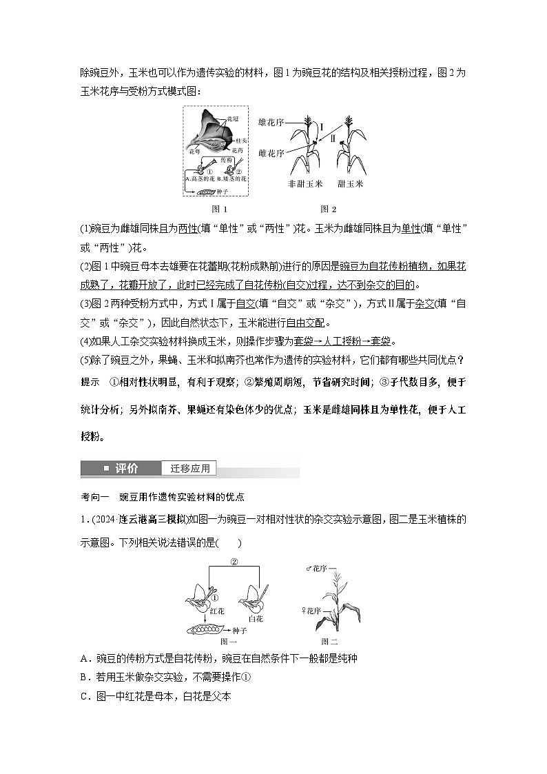 第五单元　第24课时　一对相对性状的杂交实验（教师版）第3页
