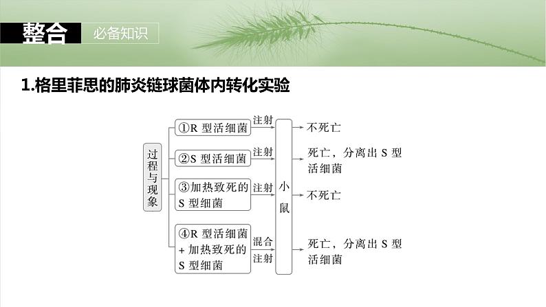 第六单元　第二十九课时　DNA是主要的遗传物质-2025年高考生物大一轮复习课件05