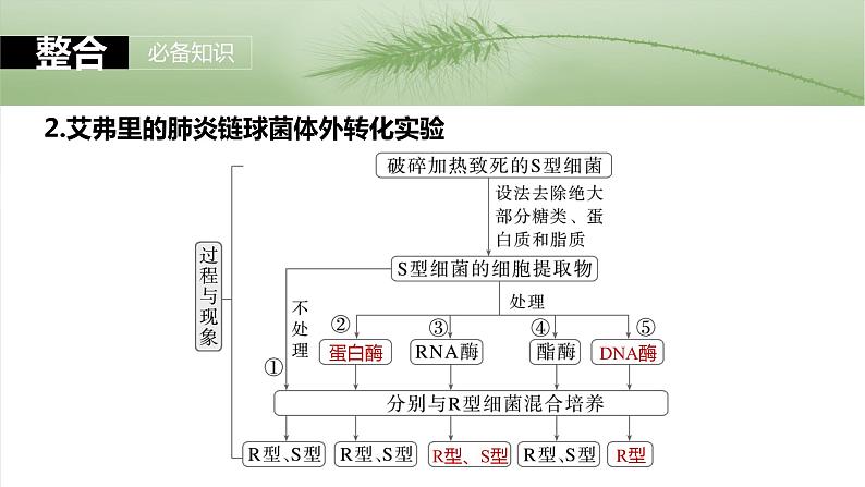 第六单元　第二十九课时　DNA是主要的遗传物质-2025年高考生物大一轮复习课件07