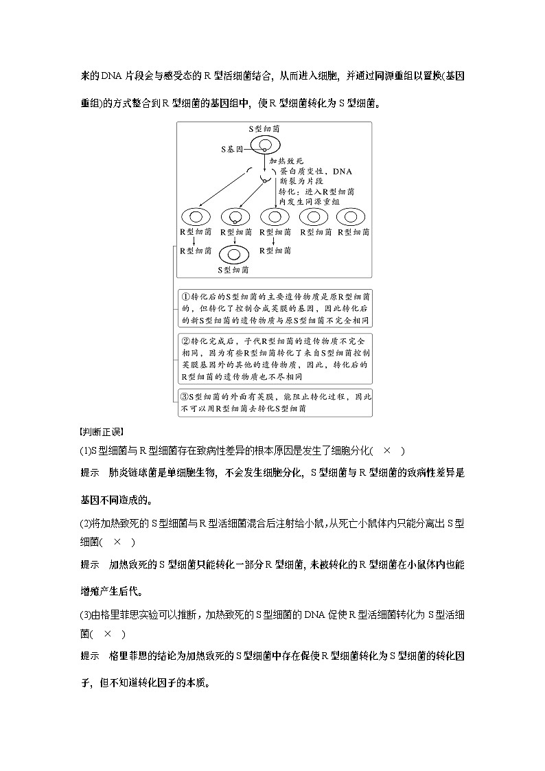第六单元　第二十九课时　DNA是主要的遗传物质-2025年高考生物大一轮复习课件03