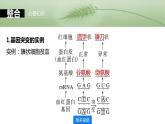 第七单元　第33课时　基因突变和基因重组-2025年高考生物大一轮复习课件