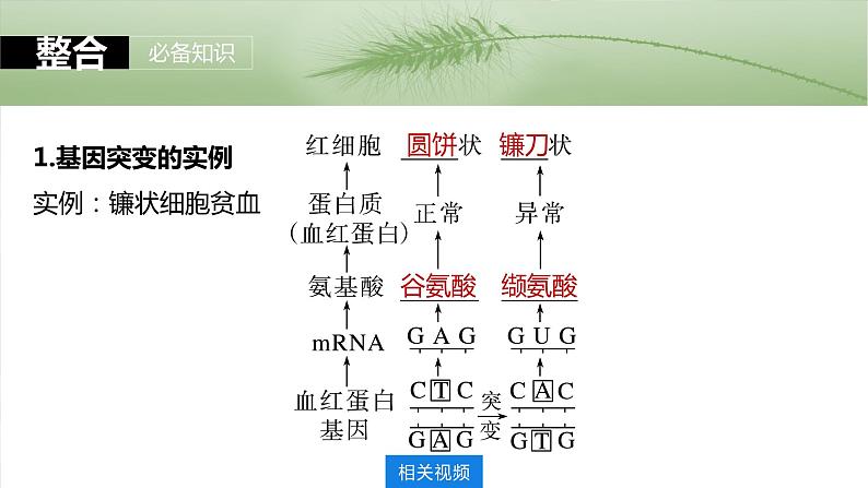 第七单元　第33课时　基因突变和基因重组第5页