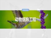 第十单元　第59课时　动物细胞工程-2025年高考生物大一轮复习课件