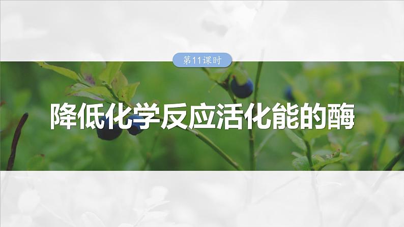 第三单元　第十一课时　降低化学反应活化能的酶-2025年高考生物大一轮复习课件01