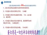 人教版（2019）必修一2.4 蛋白质是生命活动的主要承担者课件