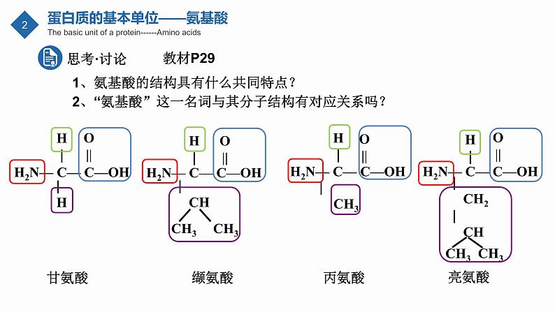 人教版（2019）必修一2.4 蛋白质是生命活动的主要承担者课件07