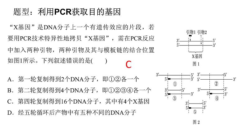 2024届高三生物专项复习课件：PCR技术第5页